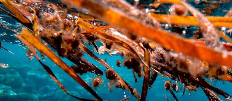 Le alghe del mare sono fonte di iodio e aiutano a dimagrire come il Fucus vesiculosus