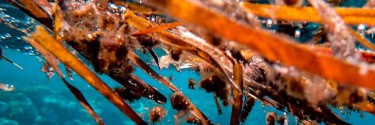 Alga Fucus: l'alga marina che ti aiuta a dimagrire